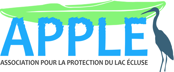 Photo de plage vue du dessus